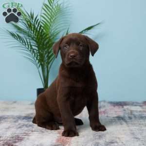 Stormy, Chocolate Labrador Retriever Puppy